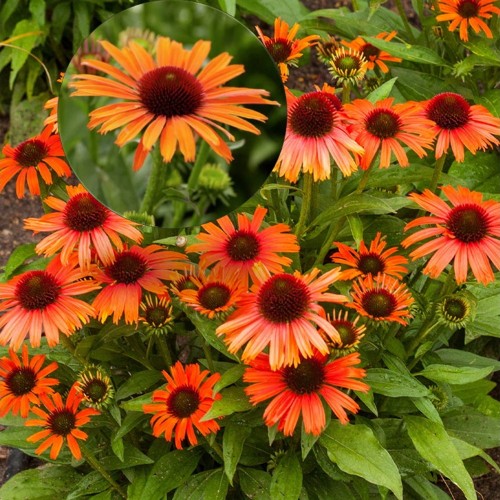 Echinacea purpurea 'Skipper Orange' - Punane siilkübar 'Skipper Orange' P9/0,55L